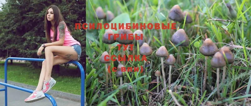 Псилоцибиновые грибы Psilocybine cubensis  Кувандык 